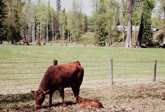 Summerfield  Farms